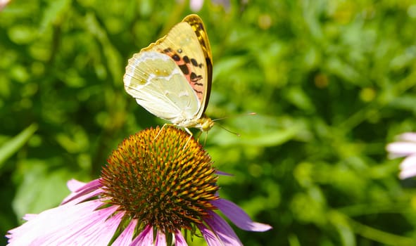 Butterfly on the flower