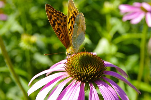 Butterfly on the flower