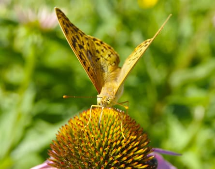 Butterfly on the flower