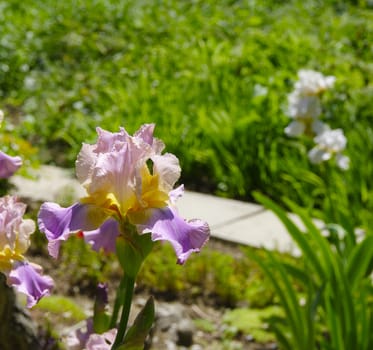 Iris in the botanical garden