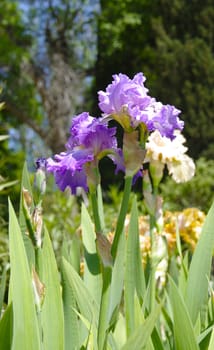 Iris in the botanical garden