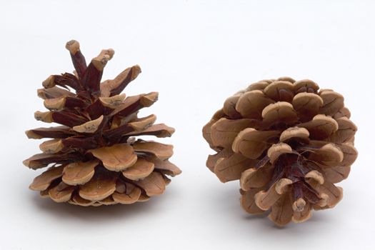 Photo shows detail of brown cones on a white background.