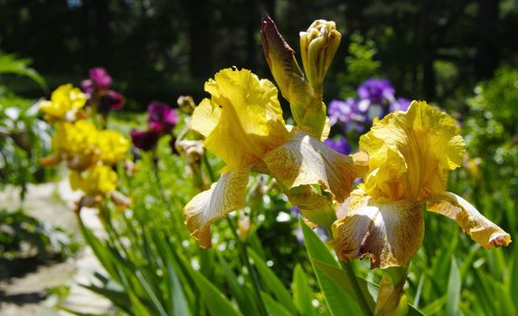 Iris in the botanical garden