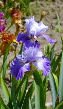 Iris in the botanical garden