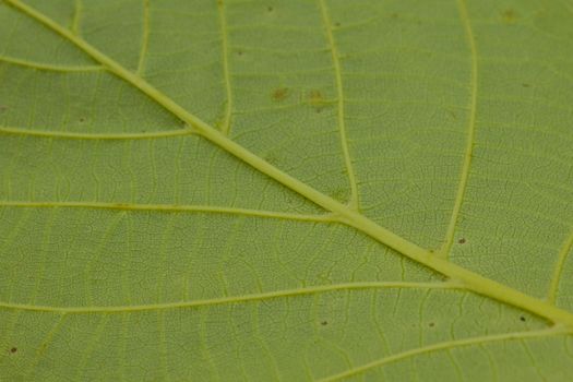 Photo shows detail of green leaf texture background.