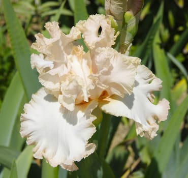 Iris in the botanical garden