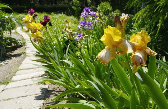Iris in the botanical garden