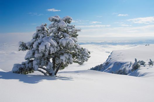 Frozen pine tree