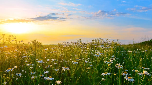 Camomiles in summer countryside