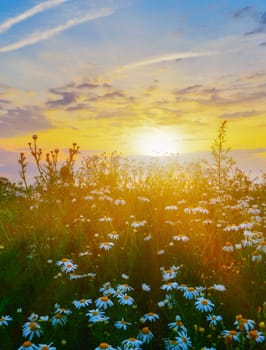 Field of camomiles at sunrise