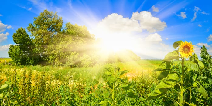 Landscape with sunflower