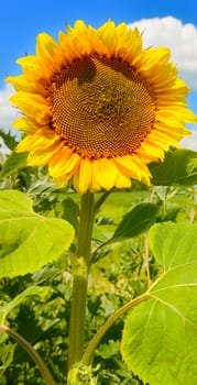 Sunflower background