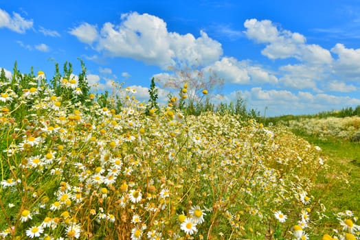 Camomiles in summer countryside