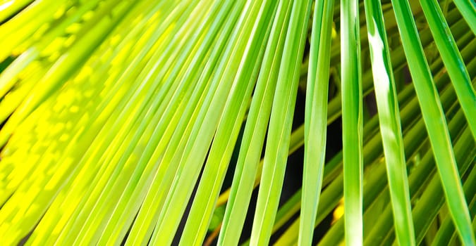 Tropic background