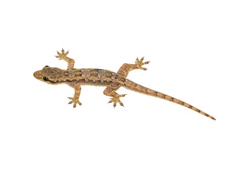 Lizard isolated on white background with clipping path