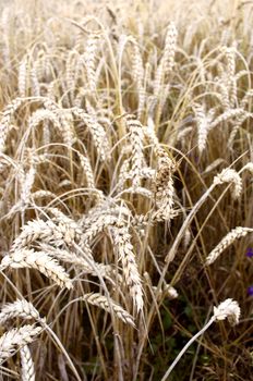 Golden wheat field background with selective focus