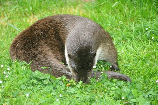 an otter in the grass looking for food