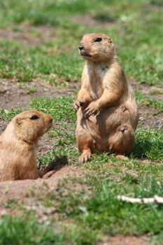 two prairie dogs (Cynomys) are sitting in front of their burrow