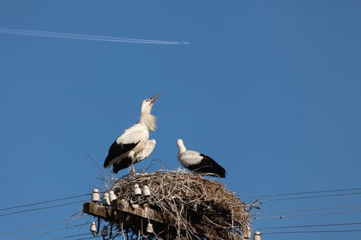 The white stork young baby birds costs in a big nest from rods