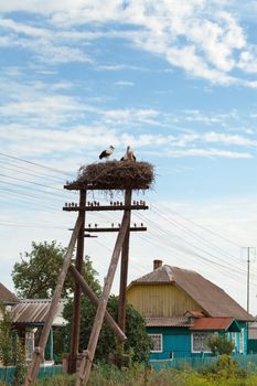 The white stork young baby birds costs in a big nest from rods