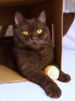 Brown british shorthair in a box and keeping a ball between its foot
