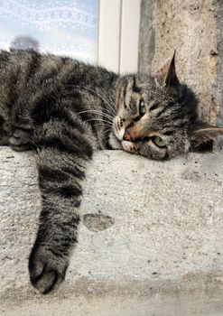 Grey european cat lying at the window