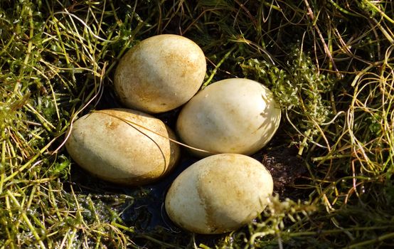 Great crested grebe ducks, podiceps cristatus, nest with four eggs