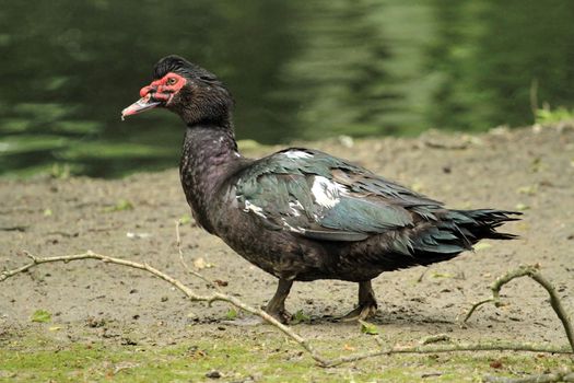 Black muscovy duck, cairina moschata standing on the grass