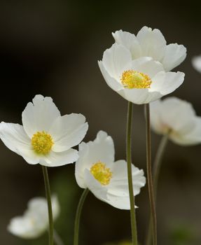 Few japanese anemone, thimbleweed or windflower, a. hupehensis