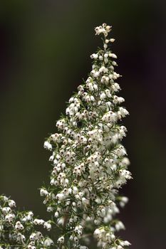 Close up on a tree heath, erica arborea, flowers