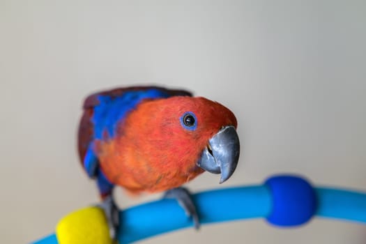 Parrot sitting on hulahup in the in Thailand home.