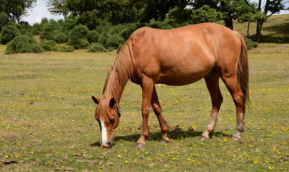 Chestnut New Forest pony grazing on grass in the sunshine
