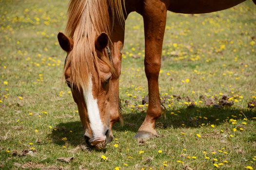 Closeup of chestnut pony in the New Forest grazing on grass