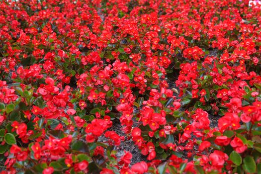 A bunch of red flowers growing from the ground
