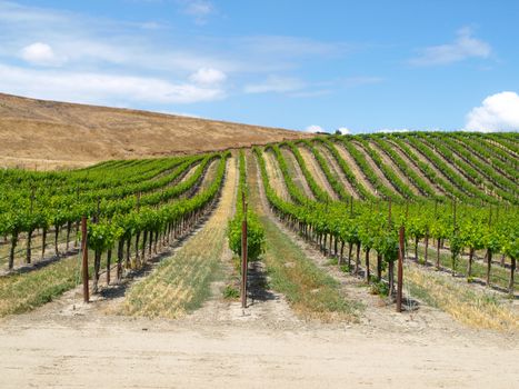 Rows of vine plant in the vineyard. Dry area of California (USA)
