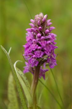 Baltic Marsh-orchid, Dactylorhiza baltica, Klinge. Rare wild flower
