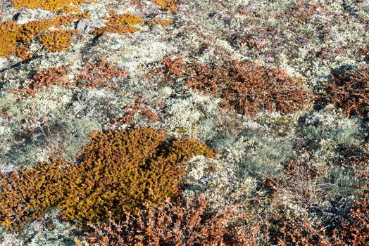 Arctic vegetation on Greenland in summer with lichen, moss, dwarf birch and other plants