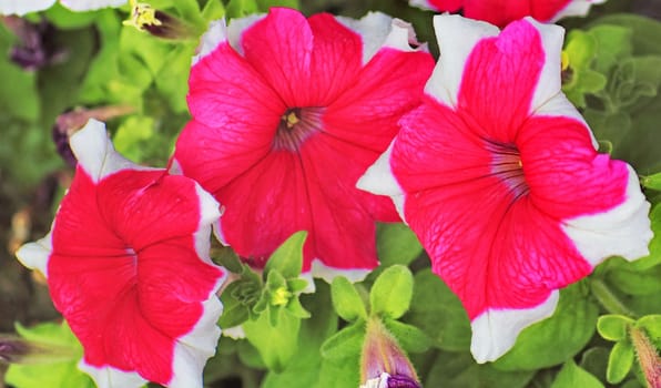 flowers on a bed in the Park