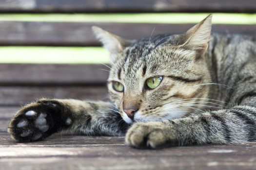 Green-Eyed cat