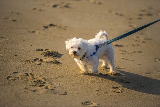 A cute Dog running on the Beach 