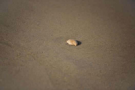 A beautiful shell on the beach sand