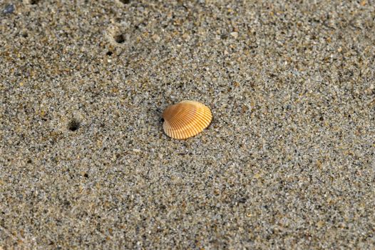 A beautiful shell on the beach sand