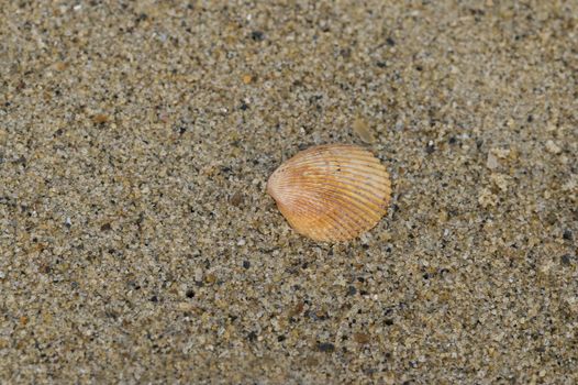 A beautiful shell on the beach sand