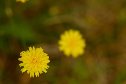 Yellow dandelion flowers with leaves in green grass