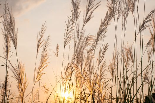 Field of grass on a sunset background