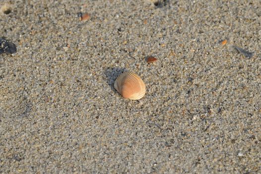 A beautiful shell on the beach sand