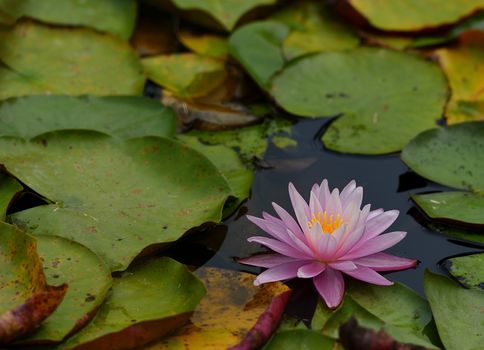 Beautiful Pink lily water plant with reflection in a pond