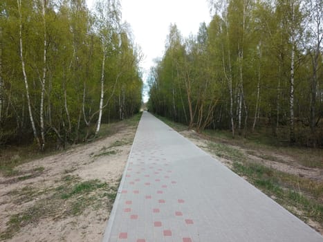 Country road running through the deciduous forest.