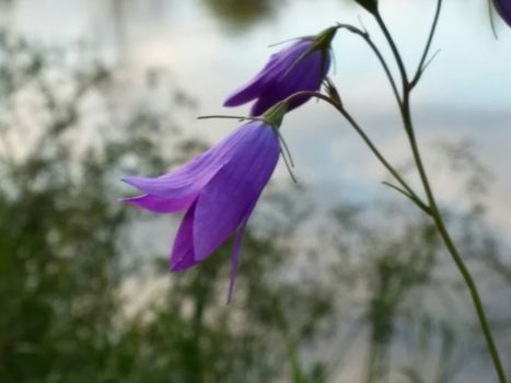 purple crocus flowers near lake and forest