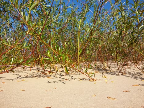 Plants growing at the Baltic beach in Summer